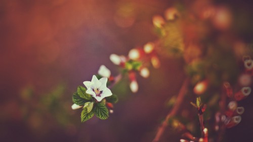 Image white and pink flower in tilt shift lens