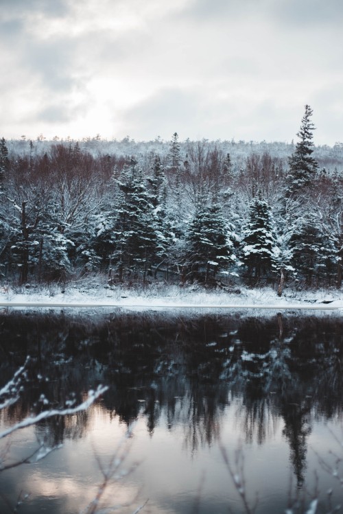 Image pond, freezing, natural landscape, body of water, fir