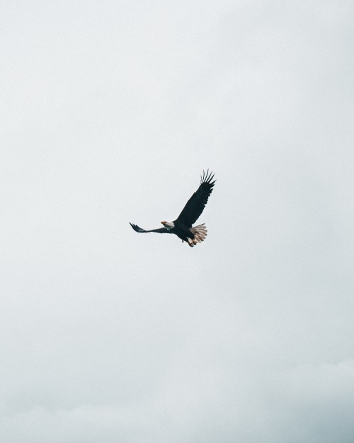 Image eagle, bald eagle, bird, bird of prey, accipitriformes