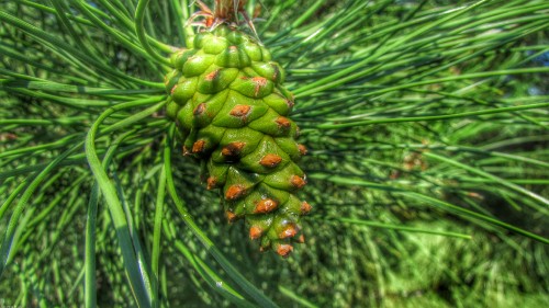 Image green cactus plant in close up photography