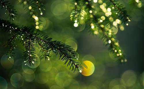 Image green leaf plant with yellow round fruit