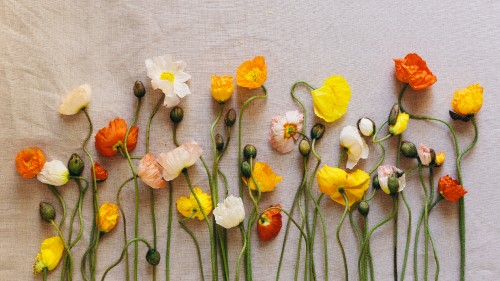 Image yellow and white flowers on white textile