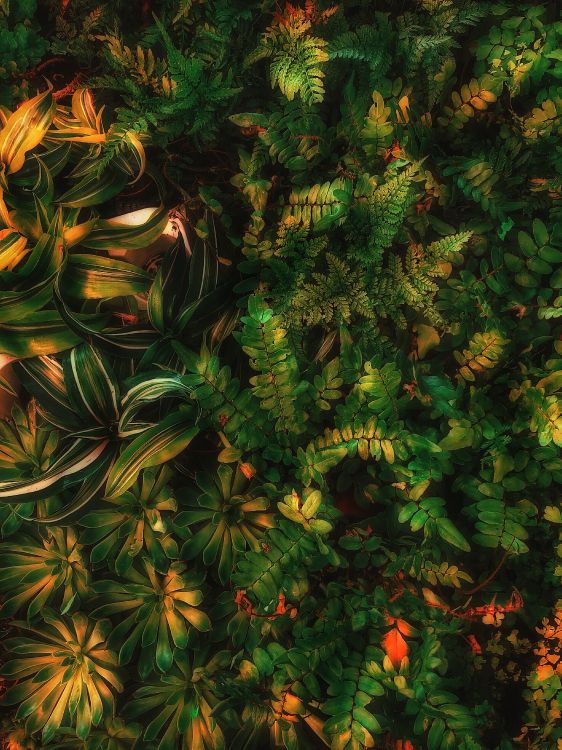 Sean Bosque Verde Estética, Verde, Planta Terrestre, Alerce, Evergreen. Wallpaper in 3024x4032 Resolution