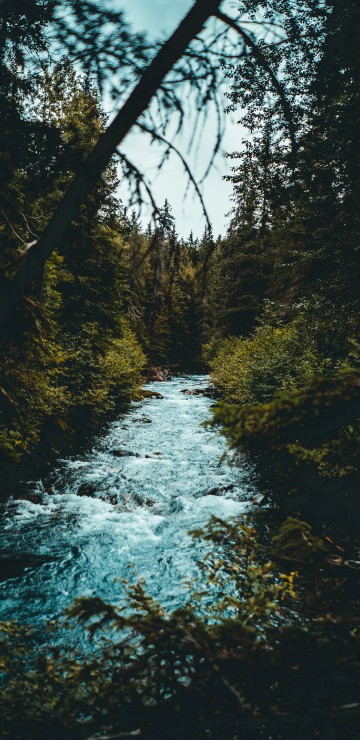 Image tree, nature, water, natural landscape, nature reserve