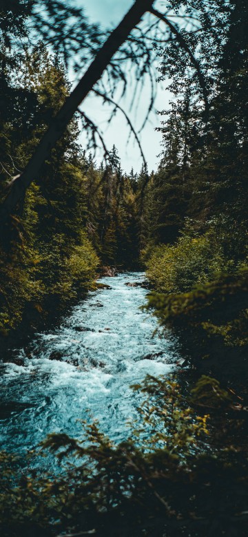 Image tree, nature, water, natural landscape, nature reserve