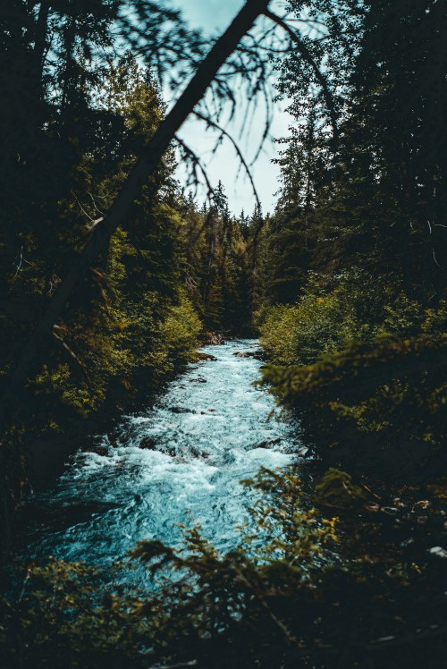 Image tree, nature, water, natural landscape, nature reserve