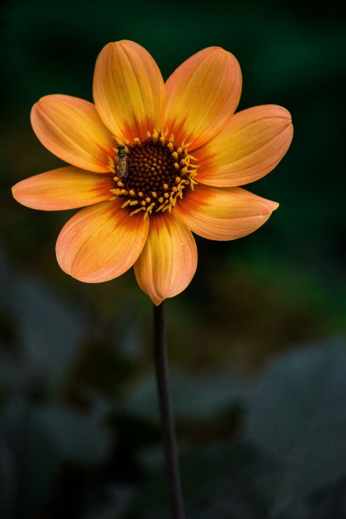 Gelbe Blume in Tilt-Shift-Linse. Wallpaper in 4000x6000 Resolution