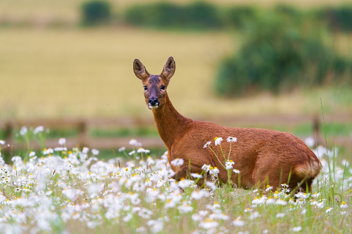 wildlife, deer, white tailed deer, flower, plant