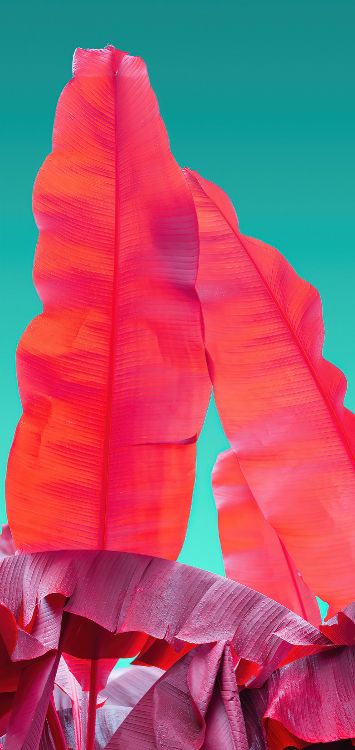 Orange, Wacom, Adobe, Blütenblatt, Geste. Wallpaper in 1421x3000 Resolution