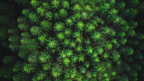 Image green leaves on brown soil