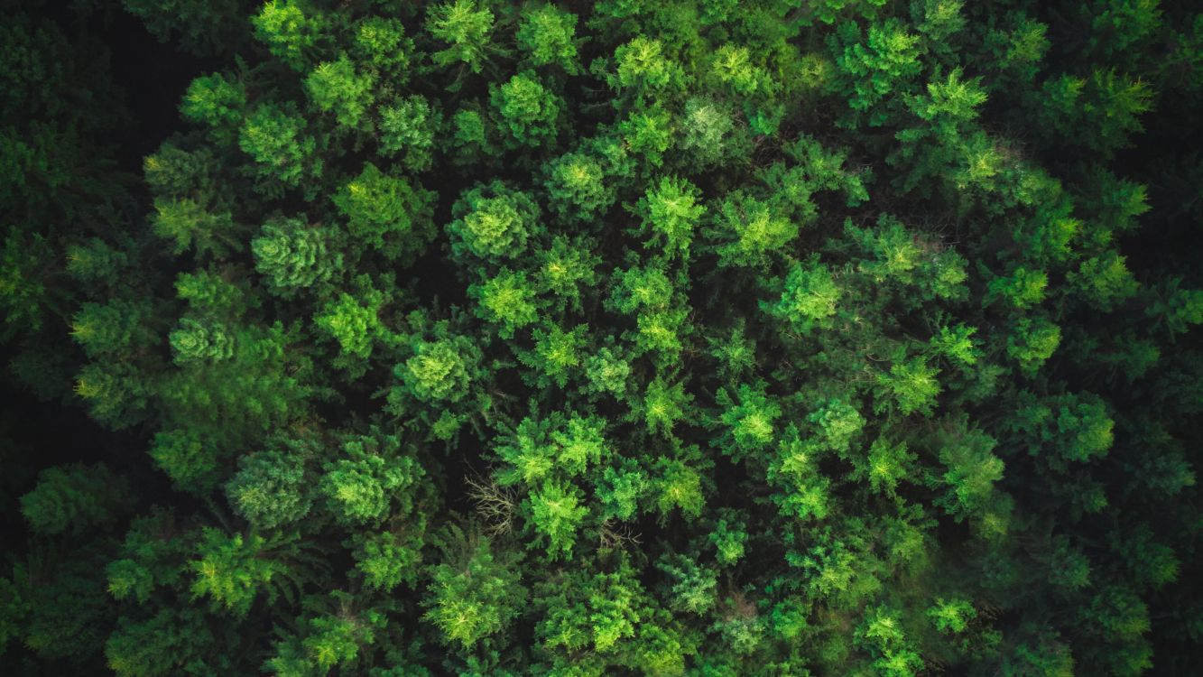 Grüne Blätter Auf Brauner Erde. Wallpaper in 3840x2160 Resolution