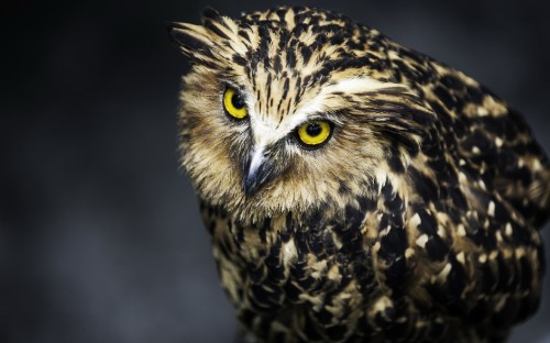 Image brown and black owl in close up photography