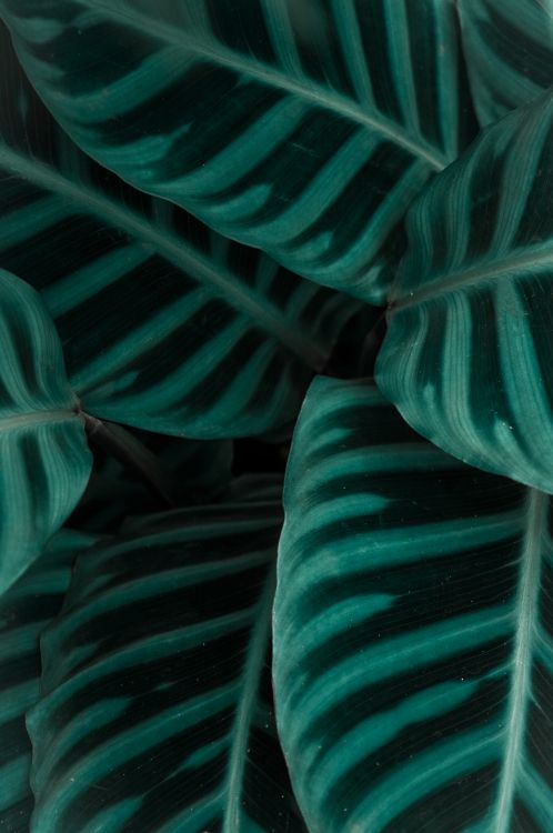 Textil, Verde, Aqua, Teal, Músculos. Wallpaper in 4000x6016 Resolution