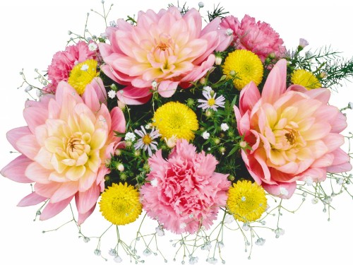 Image pink and yellow flowers on white background