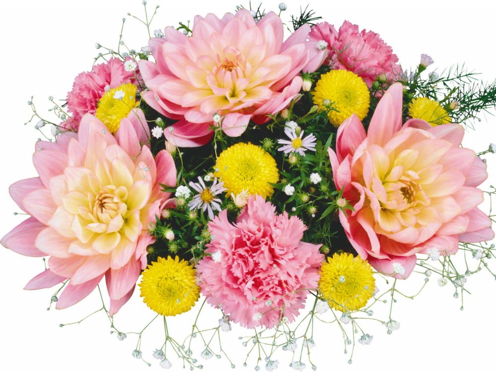 pink and yellow flowers on white background