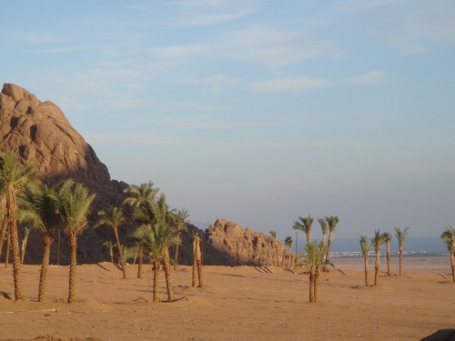 Image brown rock formation near green palm trees during daytime