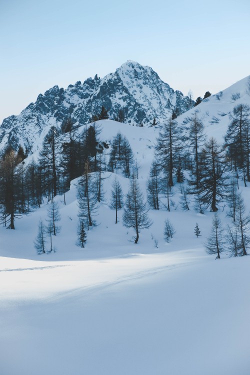 Image winter, snow, tree, freezing, fir