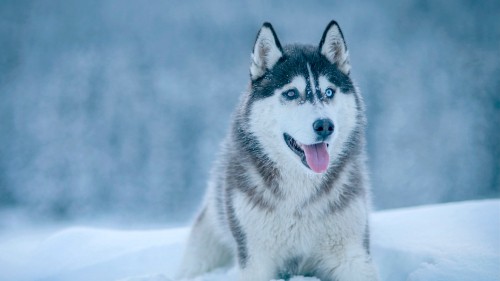 Image white and black siberian husky