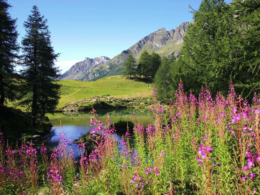 green trees near lake during daytime