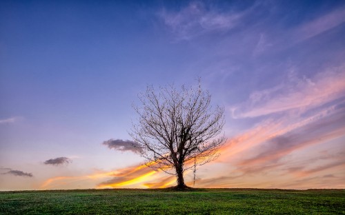 Image leafless tree on green grass field under blue sky during daytime