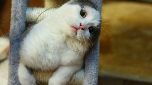 Image white cat on gray textile