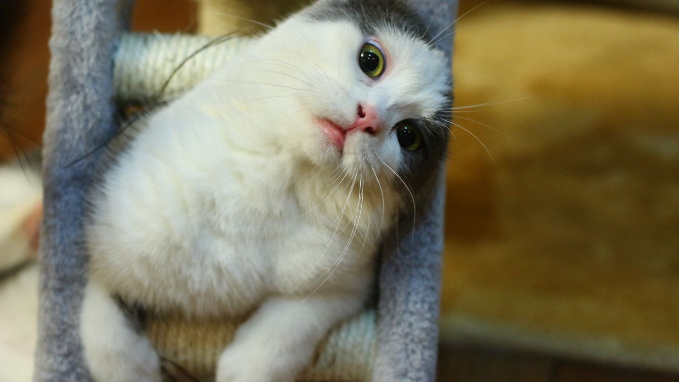 white cat on gray textile