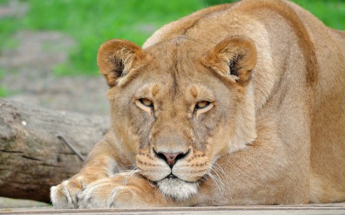 Image brown lioness lying on ground during daytime