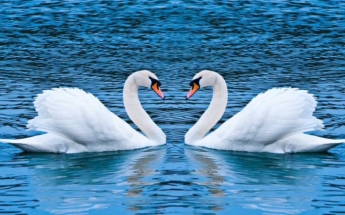 Cisne Blanco en el Agua Durante el Día. Wallpaper in 2880x1800 Resolution