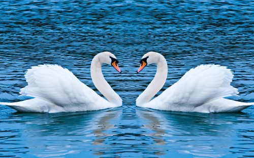 Image white swan on water during daytime