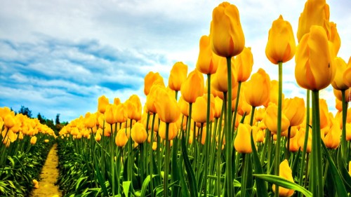 Image yellow tulips field under blue and white cloudy sky during daytime