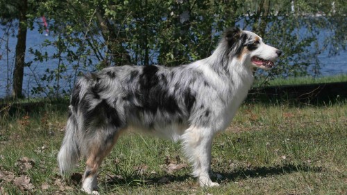 Image white black and brown long coated dog standing on green grass field during daytime