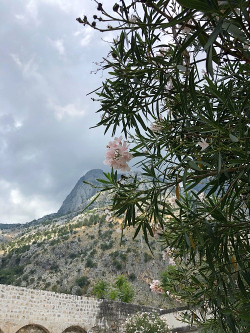 Image tree, rhododendron, summit, ericales, caper family