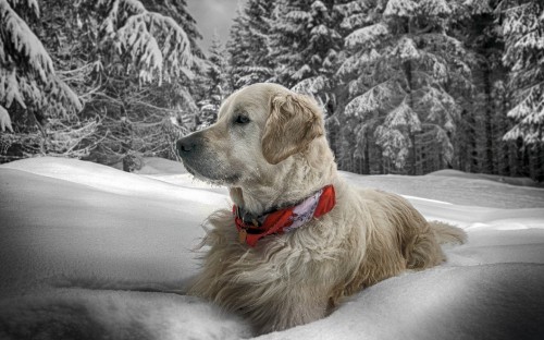 Image golden retriever on snow covered ground during daytime