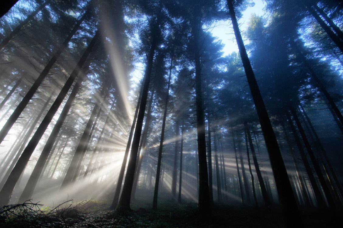 Árboles Verdes Bajo un Cielo Azul Durante el Día. Wallpaper in 4580x3045 Resolution