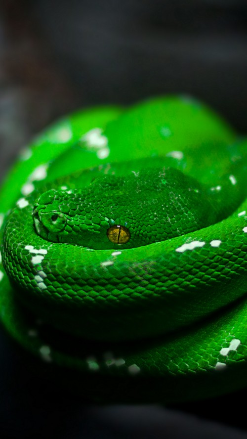 Image western green mamba, scaled reptiles, reptiles, water, plant