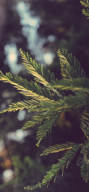 Image green pine tree in close up photography