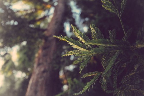 Image green pine tree in close up photography