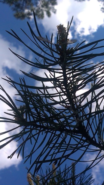 Image brown tree under blue sky during daytime