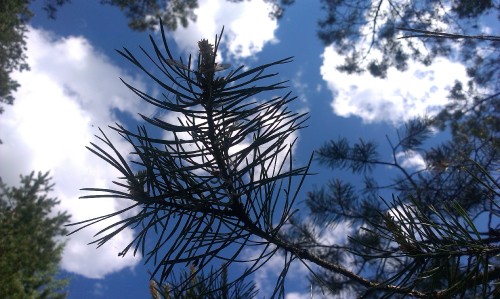 Image brown tree under blue sky during daytime