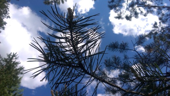 Image brown tree under blue sky during daytime