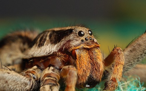 Image brown and black spider in macro photography