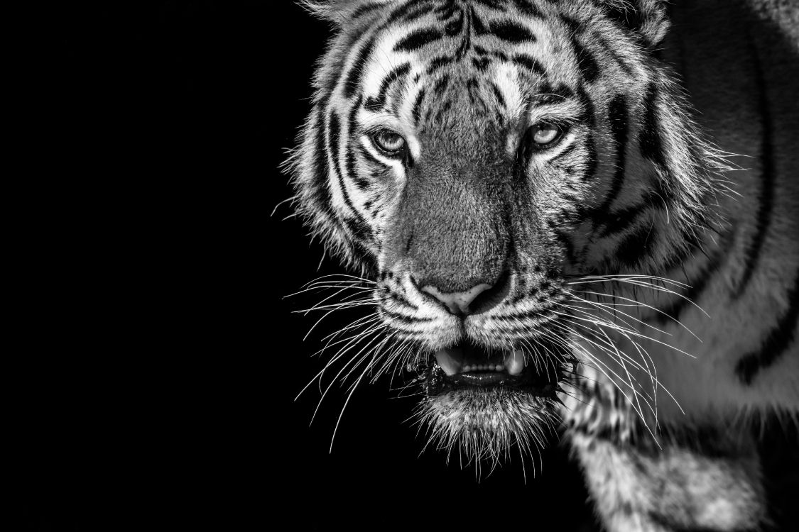 White and Black Tiger Illustration. Wallpaper in 6000x4000 Resolution