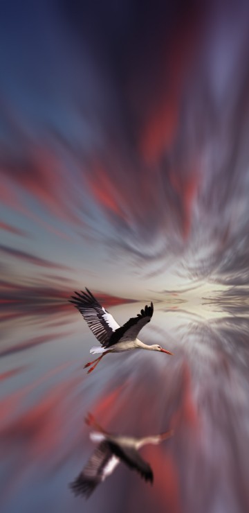 Image white and black bird flying in the sky