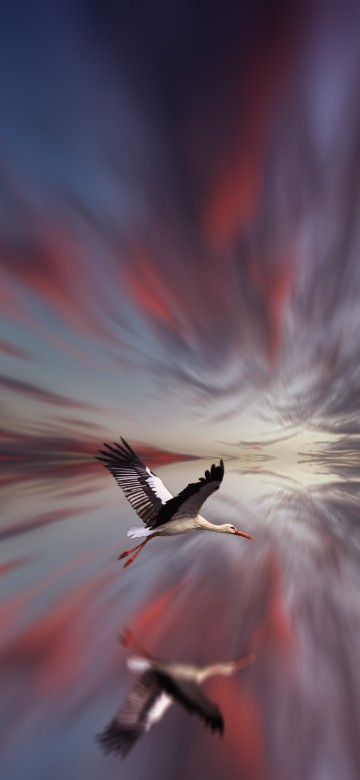 Image white and black bird flying in the sky