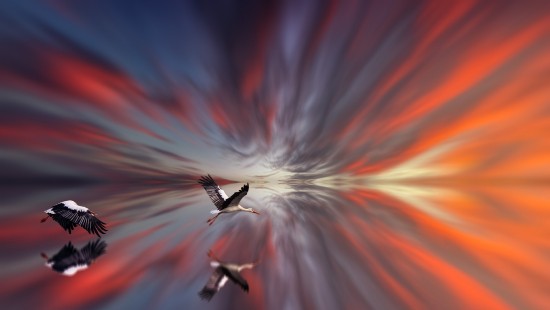 Image white and black bird flying in the sky