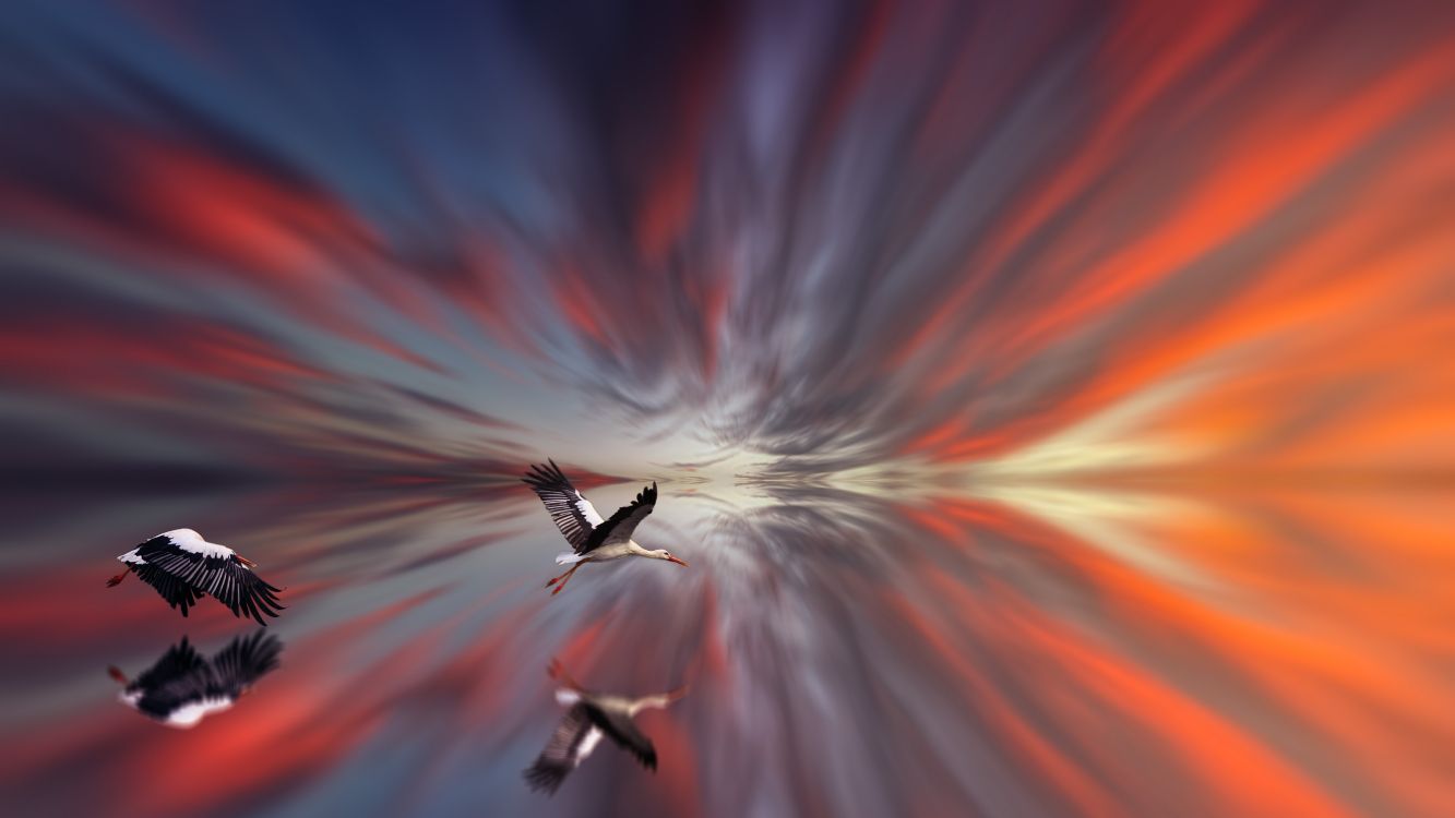 Weißer Und Schwarzer Vogel, Der in Den Himmel Fliegt. Wallpaper in 5416x3047 Resolution