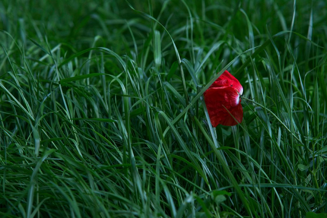 Rote Blume Auf Grünem Gras. Wallpaper in 3600x2400 Resolution