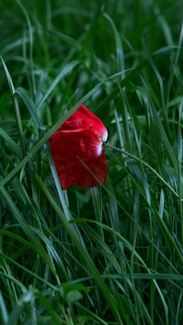 Image red flower on green grass