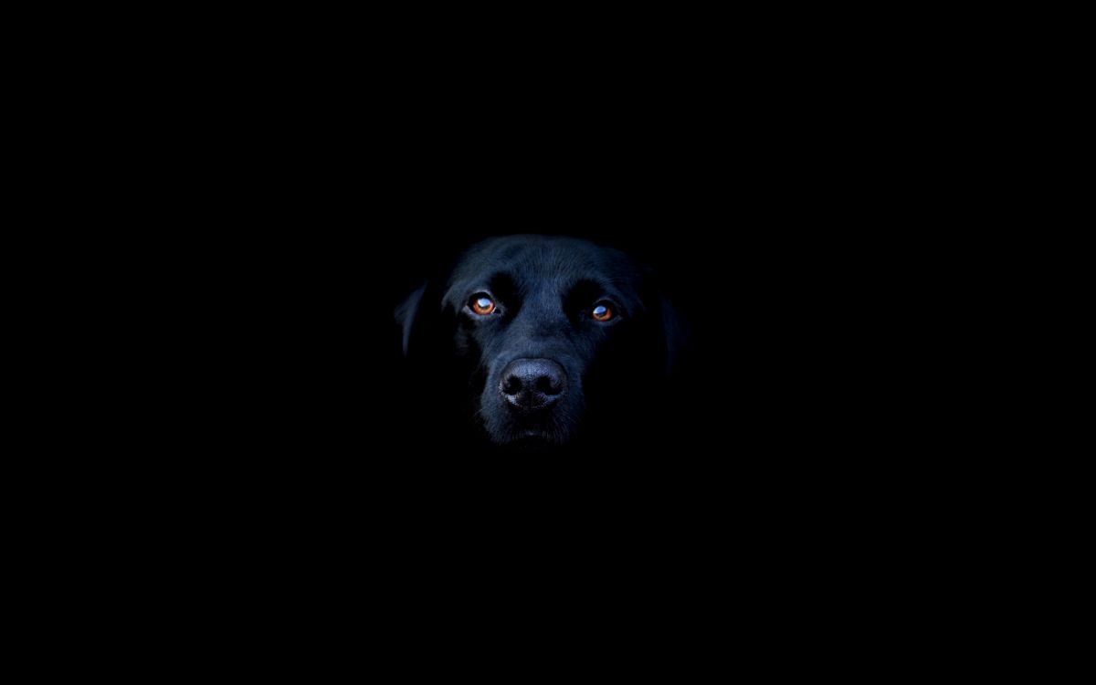 Labrador Retriever Noir Allongé Sur Textile Noir. Wallpaper in 2560x1600 Resolution