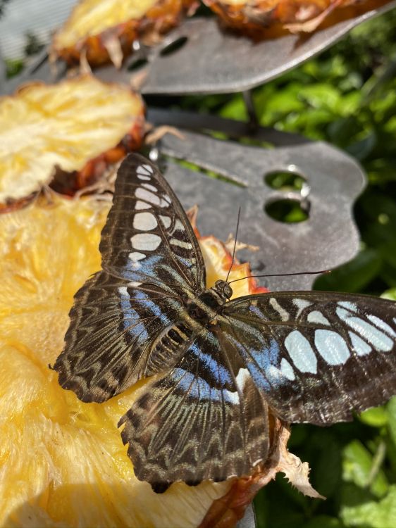 Papillon, Insecte, Les Arthropodes, Pollinisateurs, Aile. Wallpaper in 1536x2048 Resolution